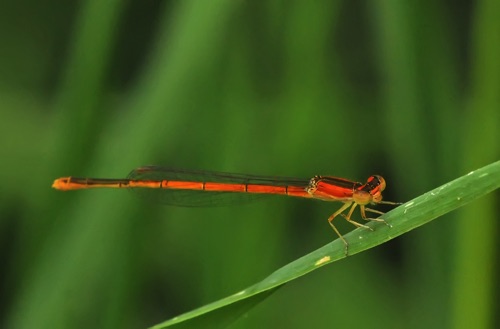 Female, immature
2014_08_25_Towns